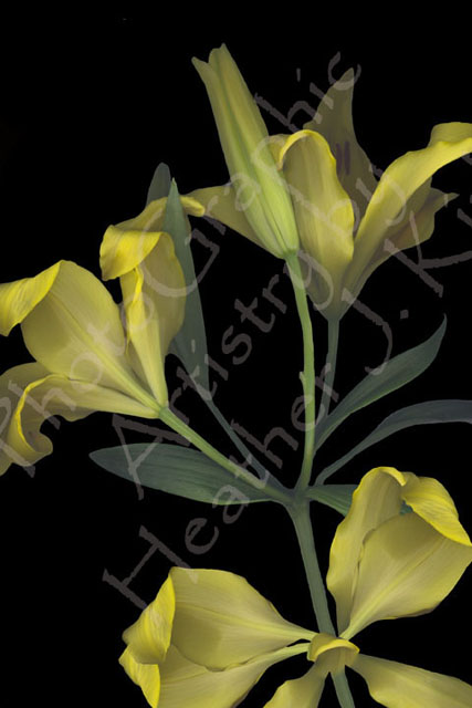 Yellow Lilies on Black